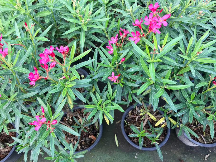 Oleanders For Garden And Home: An Overview Of The Best Varieties