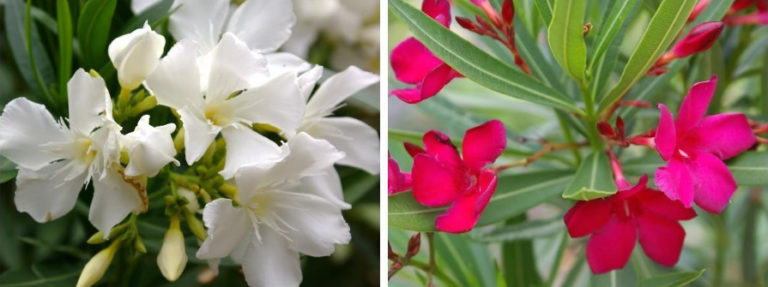 Oleanders For Garden And Home: An Overview Of The Best Varieties - Best ...