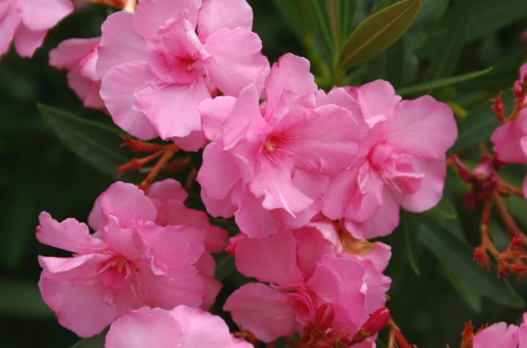 Oleanders For Garden And Home: An Overview Of The Best Varieties - Best ...