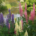The Most Interesting Varieties And Hybrids Of Lupins