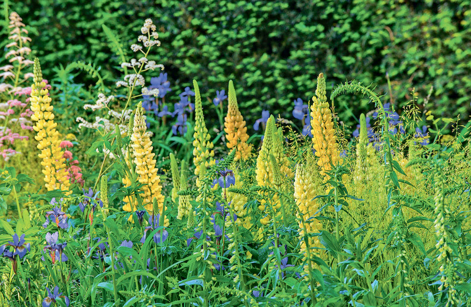 The Most Interesting Varieties And Hybrids Of Lupins