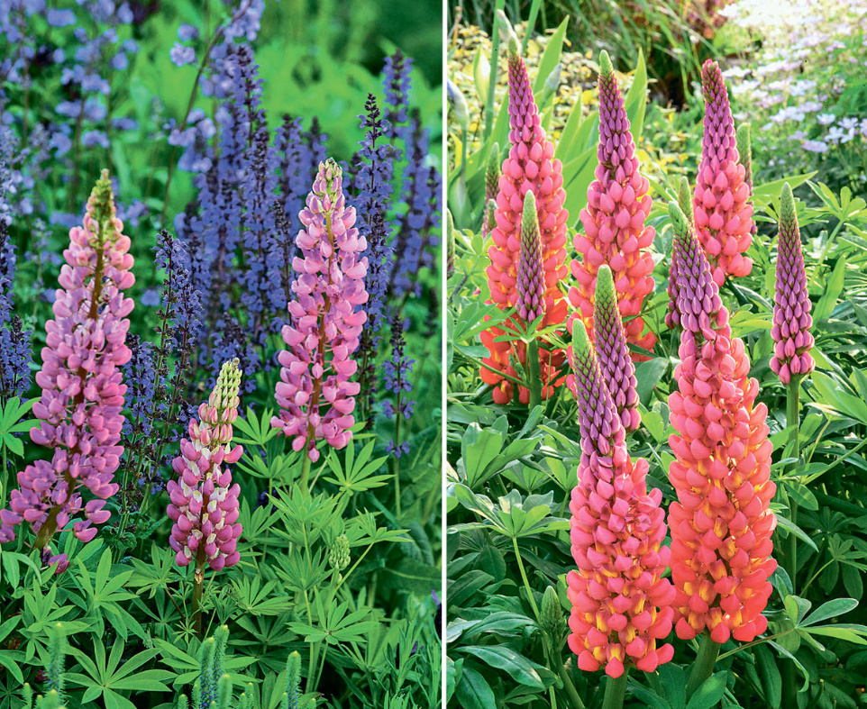 The Most Interesting Varieties And Hybrids Of Lupins