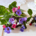 10 Edible Flowers From a Country House: Both In Tea And On a Plate