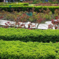 A Worthy Replacement: Shrubs That Can Be Planted Instead Of Boxwood