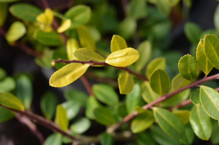 A Worthy Replacement Shrubs That Can Be Planted Instead Of Boxwood
