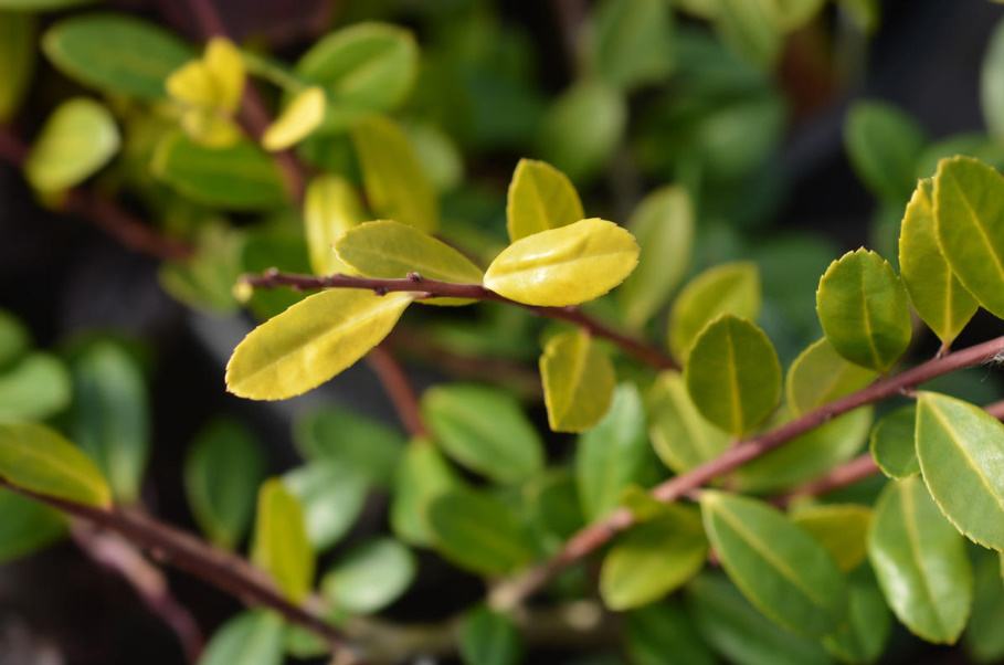 A Worthy Replacement: Shrubs That Can Be Planted Instead Of Boxwood