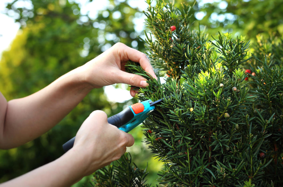 A Worthy Replacement: Shrubs That Can Be Planted Instead Of Boxwood