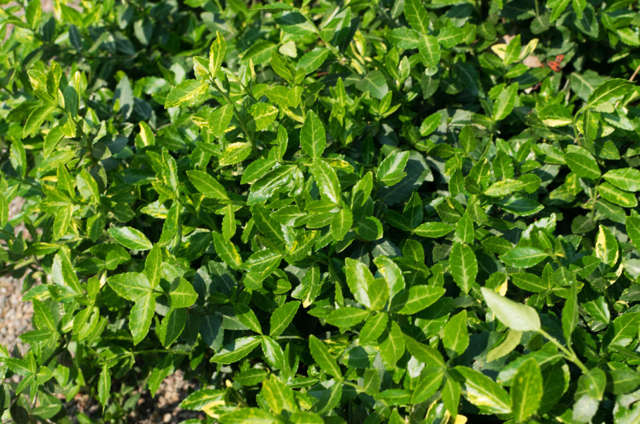 A Worthy Replacement: Shrubs That Can Be Planted Instead Of Boxwood