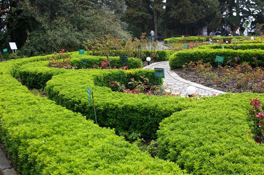 A Worthy Replacement: Shrubs That Can Be Planted Instead Of Boxwood
