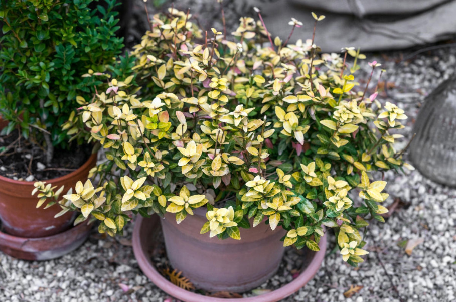 A Worthy Replacement: Shrubs That Can Be Planted Instead Of Boxwood