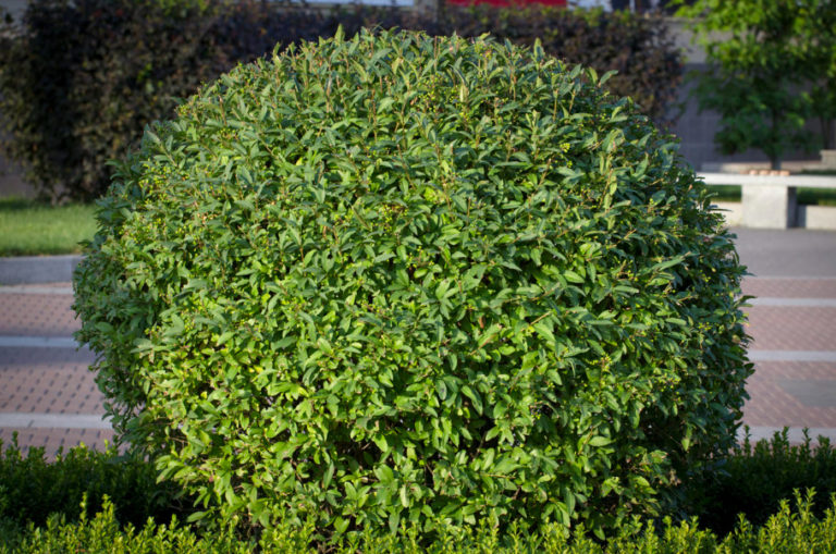 A Worthy Replacement Shrubs That Can Be Planted Instead Of Boxwood