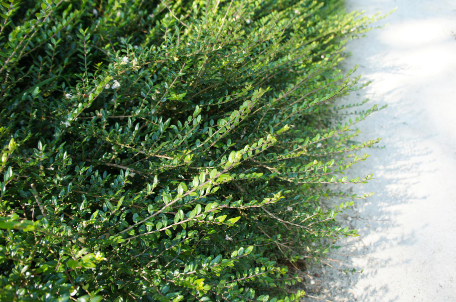 A Worthy Replacement: Shrubs That Can Be Planted Instead Of Boxwood