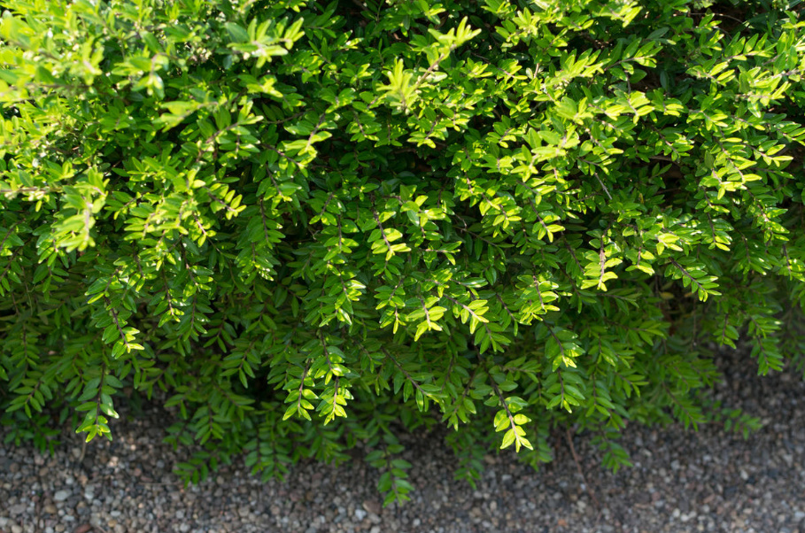 A Worthy Replacement: Shrubs That Can Be Planted Instead Of Boxwood