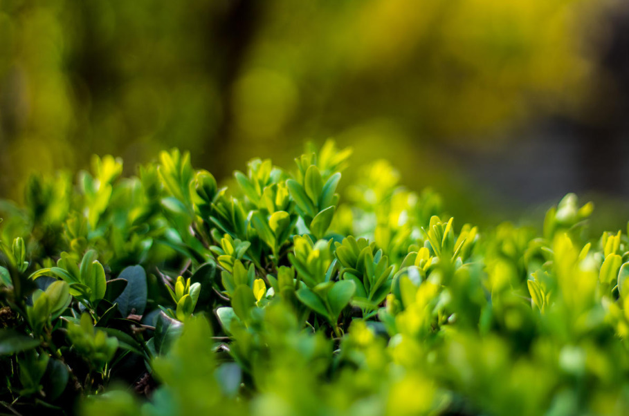 A Worthy Replacement: Shrubs That Can Be Planted Instead Of Boxwood