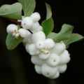 All Colors Of Symphoricarpos: Interesting Types And Varieties