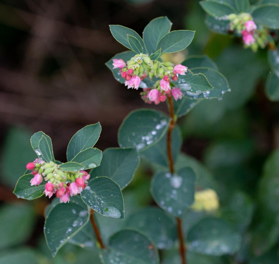 All Colors Of Symphoricarpos: Interesting Types And Varieties