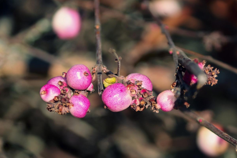 All Colors Of Symphoricarpos: Interesting Types And Varieties