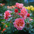 Caring For Roses In August