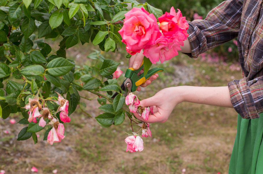 Caring For Roses In August