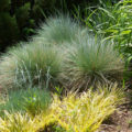 Decorative Cereals For The Garden: a Selection Of Groundcover Species