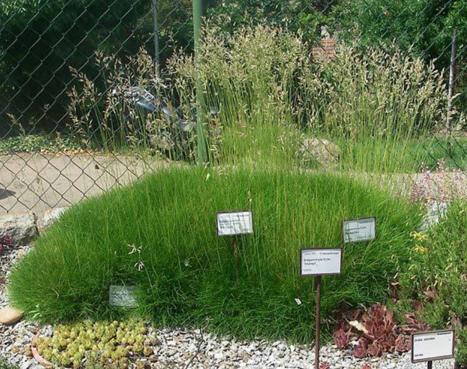Decorative Cereals For The Garden: a Selection Of Groundcover Species