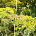 Dill Seeds: Useful Properties And Contraindications