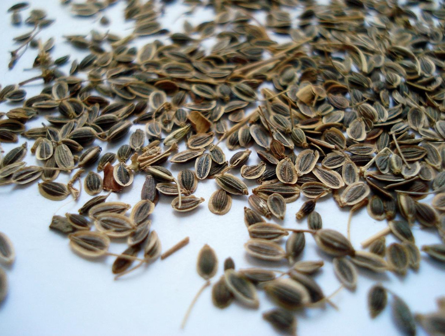 Dill Seeds: Useful Properties And Contraindications