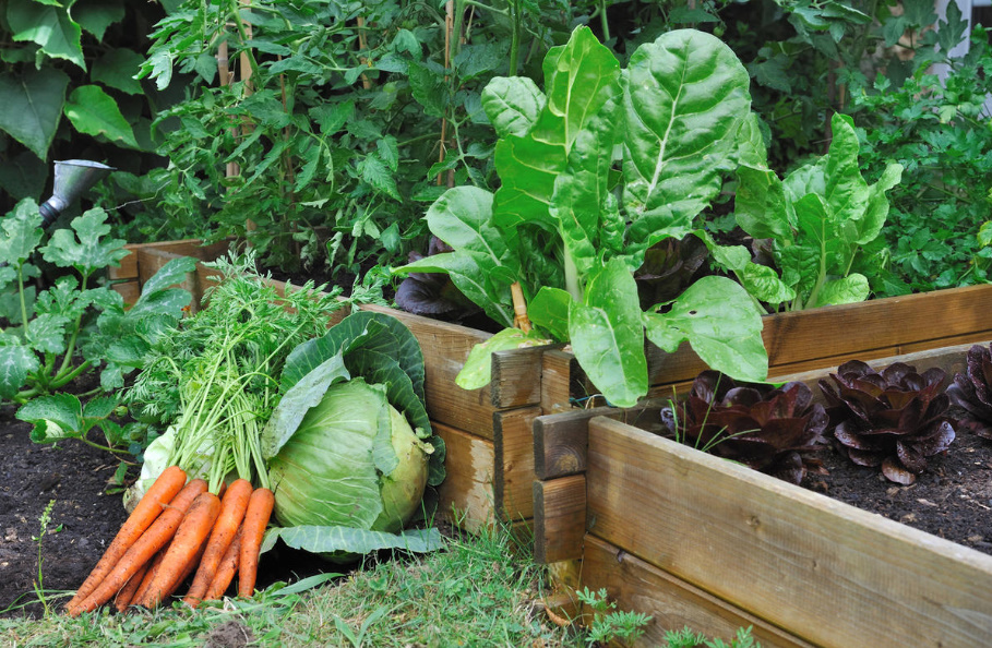 Dolomite Flour: How To Use It Correctly In The Garden And Vegetable Garden