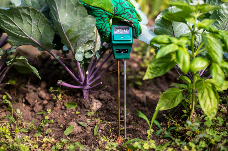 Dolomite Flour: How To Use It Correctly In The Garden And Vegetable Garden