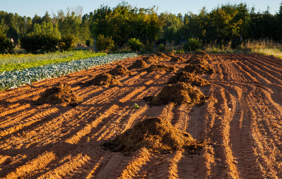 Dolomite Flour: How To Use It Correctly In The Garden And Vegetable Garden