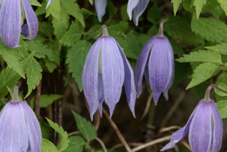 Elegant Vines For a Shady Garden How To Grow Clematis In The Country