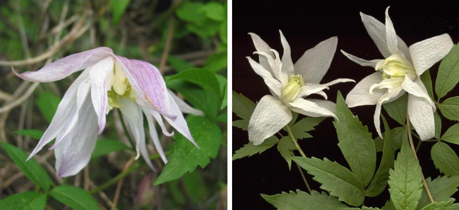 Elegant Vines For a Shady Garden: How To Grow Clematis In The Country