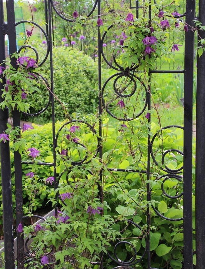 Elegant Vines For a Shady Garden: How To Grow Clematis In The Country