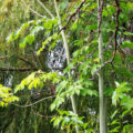 Exotic Trees With Green Trunks: The Possibilities Of Growing Them In a Cool Environment