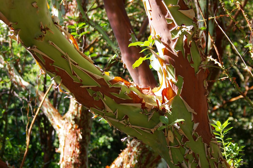 Exotic Trees With Green Trunks: The Possibilities Of Growing Them In a Cool Environment
