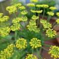 Fennel: Useful Properties And Contraindications