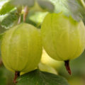 Gooseberry: Health Benefits And Harms