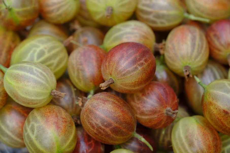 Gooseberry: Health Benefits And Harms