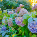 How To Cover Hydrangea For Winter: Popular Ways (Part 1)