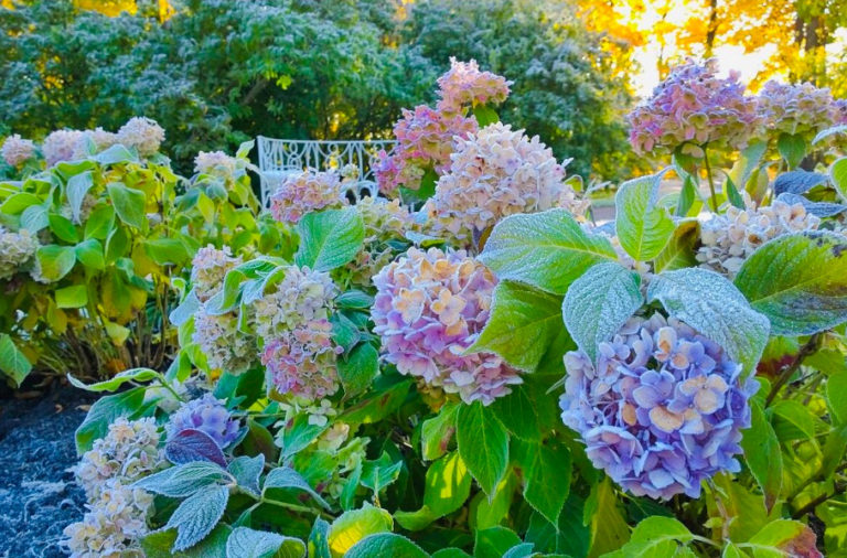How To Cover Hydrangea For Winter Popular Ways (Part 1) Best Landscape Ideas