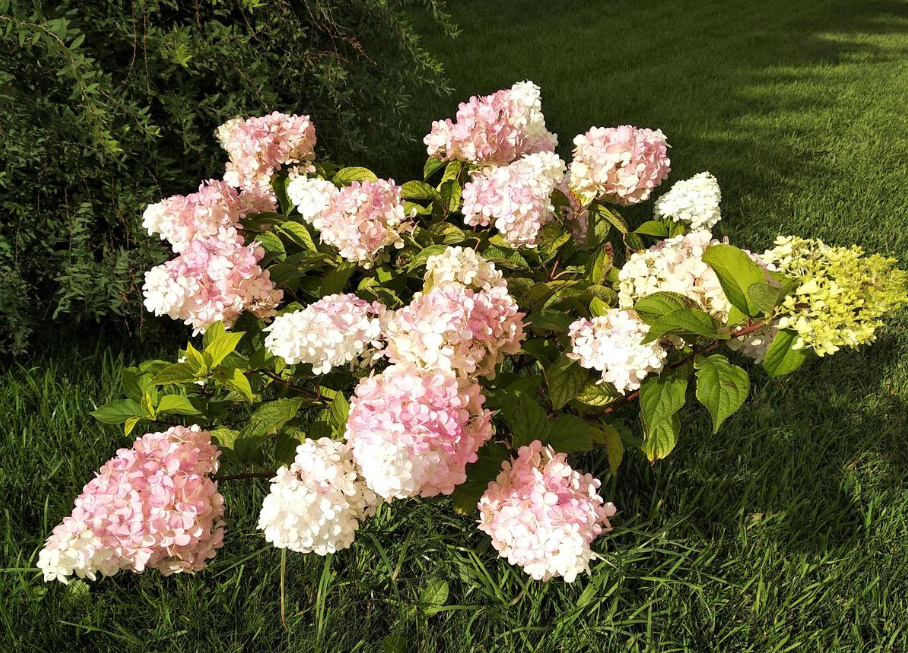 How To Cover Hydrangea For Winter: Popular Ways (Part 1)