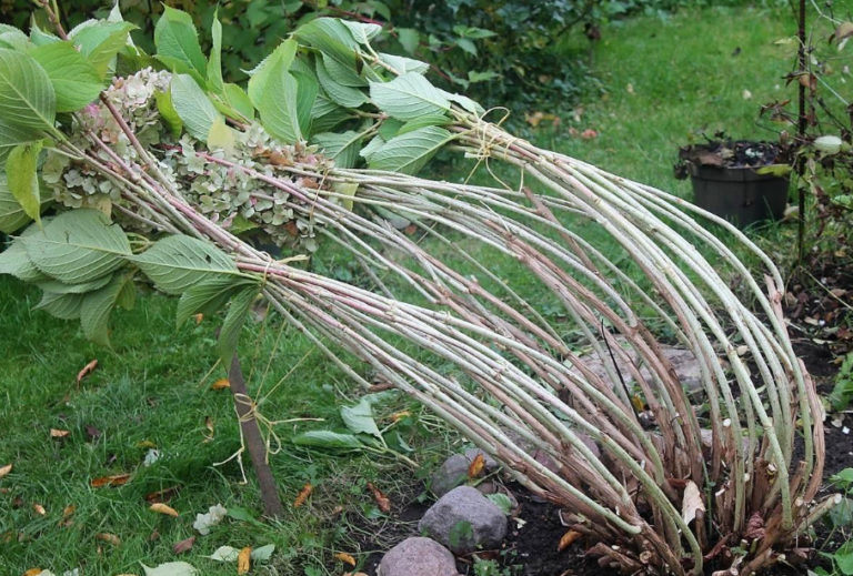 How To Cover Hydrangea For Winter Popular Ways (Part 1) Best