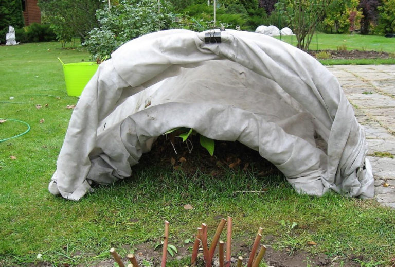 How To Cover Hydrangea For Winter Popular Ways (Part 1) Best