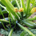How To Extend The Harvest Of Zucchini Until Frost