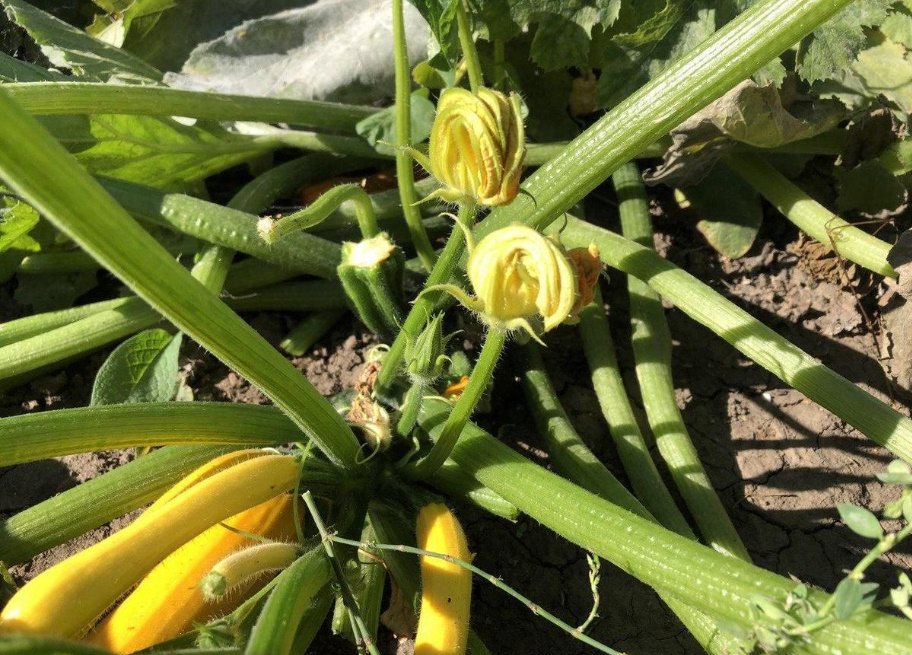 How To Extend The Harvest Of Zucchini Until Frost