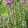 Hyssop: How To Grow And Propagate It