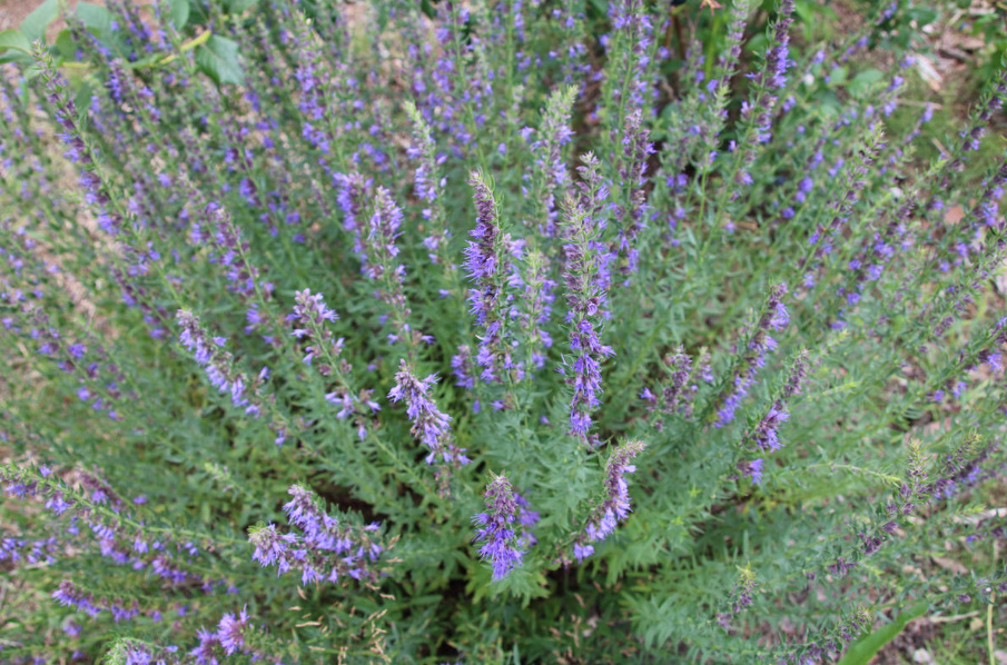 Hyssop: How To Grow And Propagate It