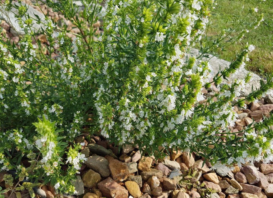 Hyssop: How To Grow And Propagate It