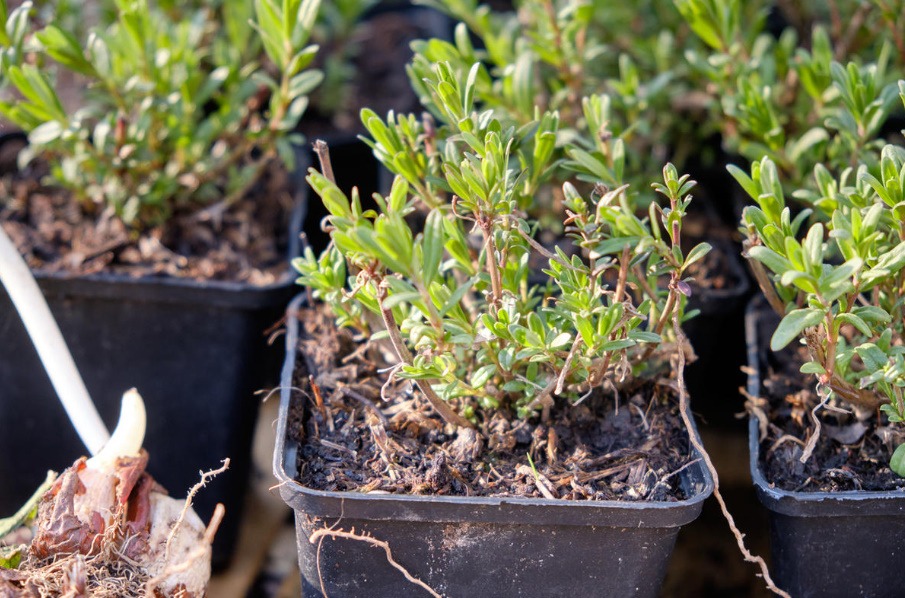 Hyssop: How To Grow And Propagate It