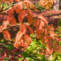 Larch And Other Deciduous Conifers: Types And Features Of Cultivation